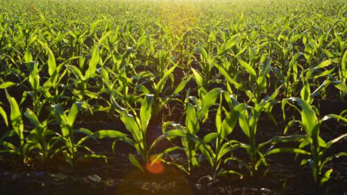 Lumination Lesson Plan The Future Of Food
